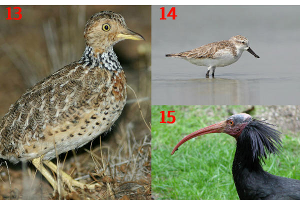 Aves en serio peligro de extinción (Foto Prensa Libre: Evolutionarily Distinct & Globally Endangered).