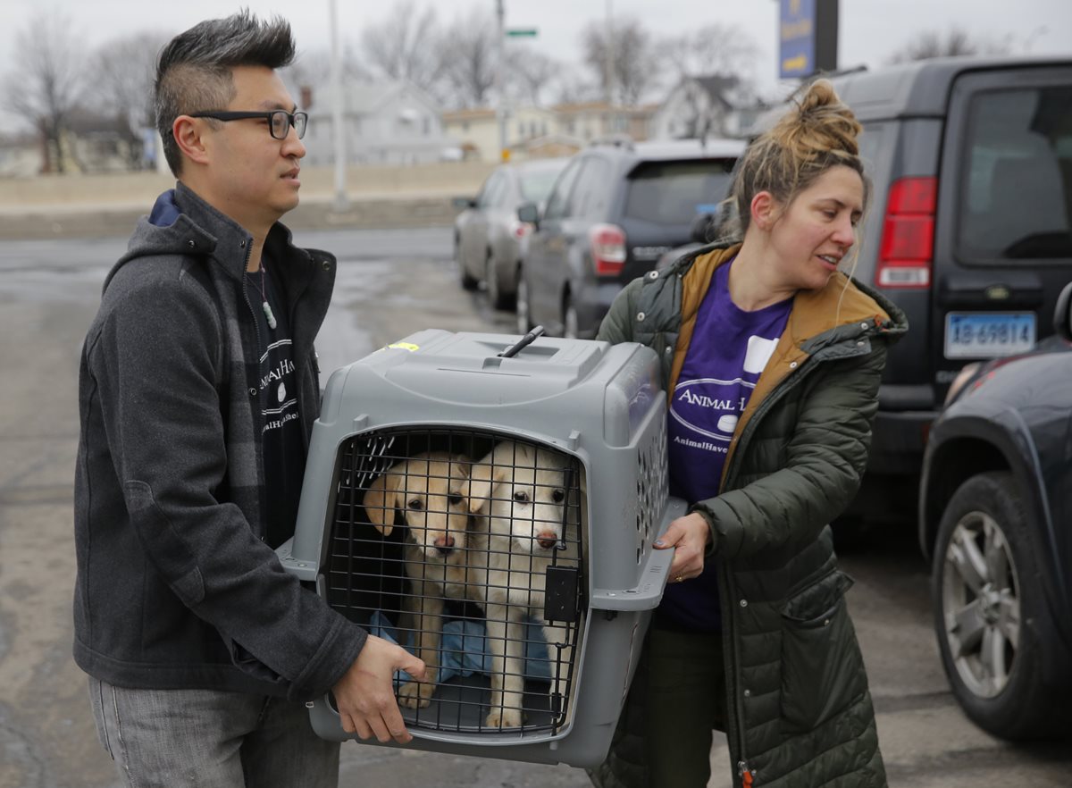 Activistas trasladan los perros rescatados a Nueva York. (Foto Prensa Libre: AP)