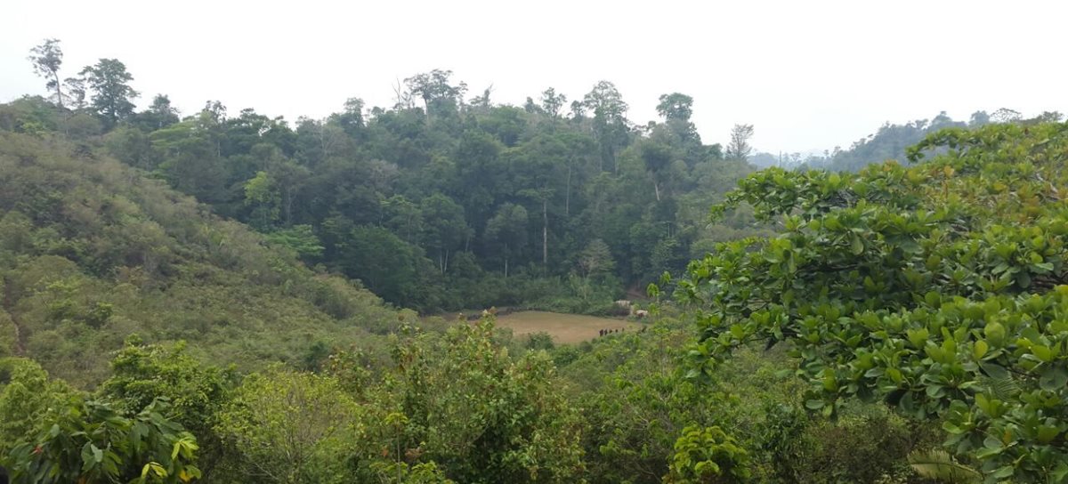 El área protegida recuperada era de 19 hectáreas. (Foto Prensa Libre: Conap)