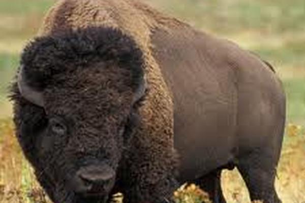 Hace 500 años, diez millones de bisontes americanos recorrían de forma libre las llanuras, desde Alaska hasta el norte de México.