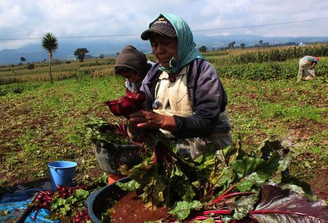 Daños en remolacha por gallina ciega en Chimaltenango. (Foto Prensa Libre: José Rosales)