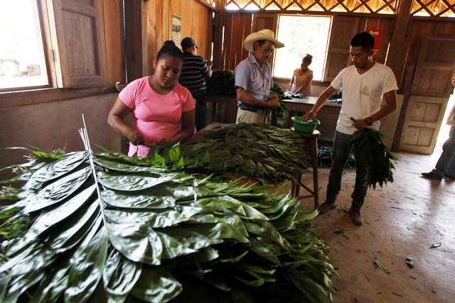 Pobladores de  Carmelita obtienen hojas de xate de la selva, en la Reserva de la Biosfera Maya, San Andrés, Petén.(Prensa Libre: Paulo Raquec)