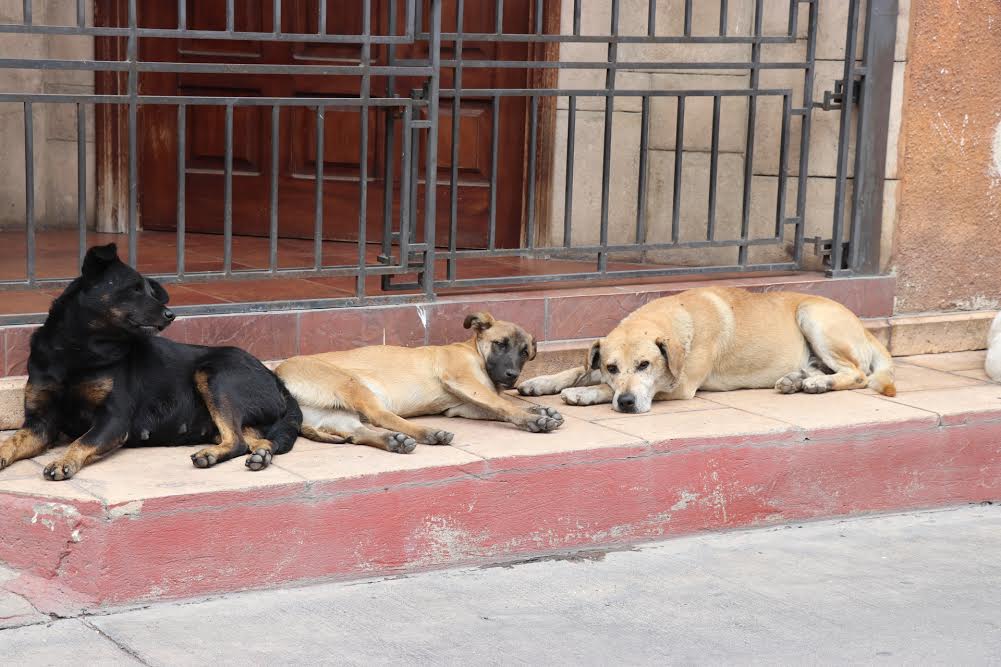 En los parques de Santa Cruz del Quiché, hay proliferación de perros callejeros. (Foto Prensa Libre: Héctor Cordero)