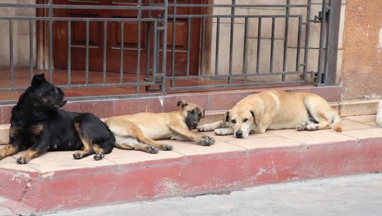En los parques de Santa Cruz del Quiché, hay proliferación de perros callejeros. (Foto Prensa Libre: Héctor Cordero)