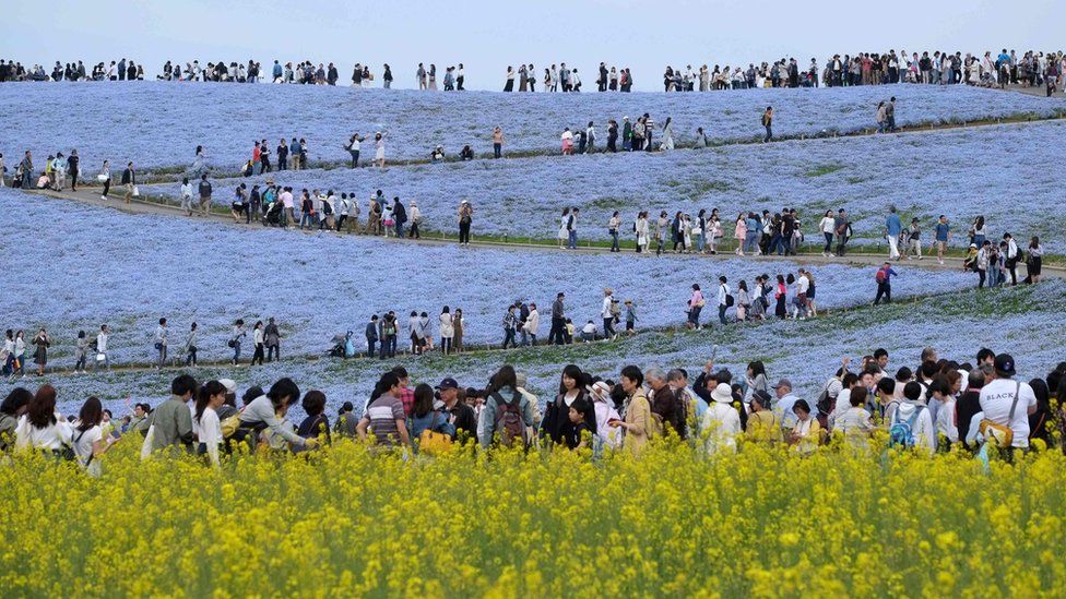 Decenas de visitantes llegan al Parque Hitachi de Hitachinaka, en Japón, el 3 de mayo para disfrutar del espectáculo que ofrecen las plantas del género Nemophila en flor. Se calculan que hay más de 4,5 millones de ellas en estos jardines. KAZUHIRO NOGIKAZUHIRO / AFP