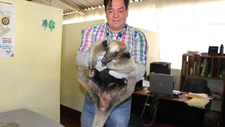 El oso hormiguero rescatado en Coatepeque permanece en las instalaciones del Conap. (Foto Prensa Libre: Whitmer Barrera)