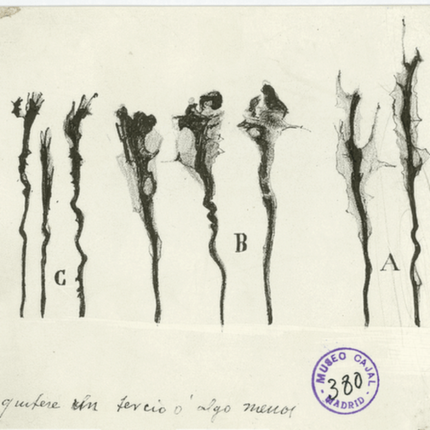 Ilustración de Santiago Ramón y Cajal. CSIC / INSTITUTO CAJAL