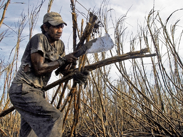 La temporada de zafra dura entre los meses de noviembre a mayo. Miles de personas se dedican al corte de caña. (Foto, Prensa Libre: Hemeroteca PL).