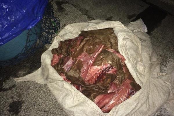 Parte de la carne de pez vela decomisada, en Palín, Escuintla. (Foto Prensa Libre: Enrique Paredes) <br _mce_bogus="1"/>
