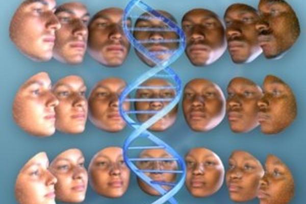 Solo el cinco por ciento de los genes humanos marcan la diferencia entre las poblaciones del mundo, el rostro es la parte más visible y más propensa a verse influida por la selección genética.