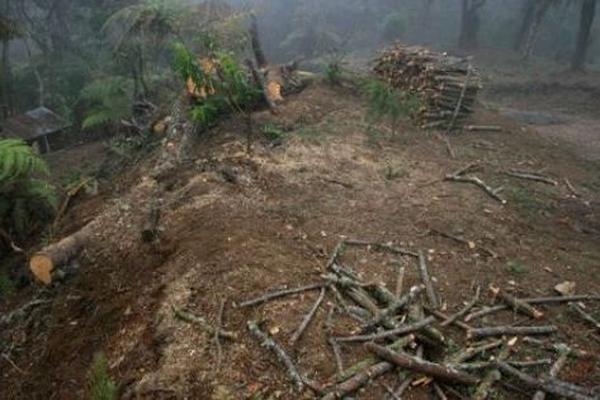 Expertos llaman al Gobierno y la sociedad civil para que cambie la cultura explotar desmedidamente de recursos naturales. (Foto Prensa Libre: Archivo)