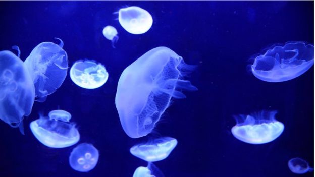 La proteína verde que desprenden las medusas puede aprovecharse para crear placas fotovoltaicas. (Foto Prensa Libre: Toshiyuki Shira / Eyeem)
