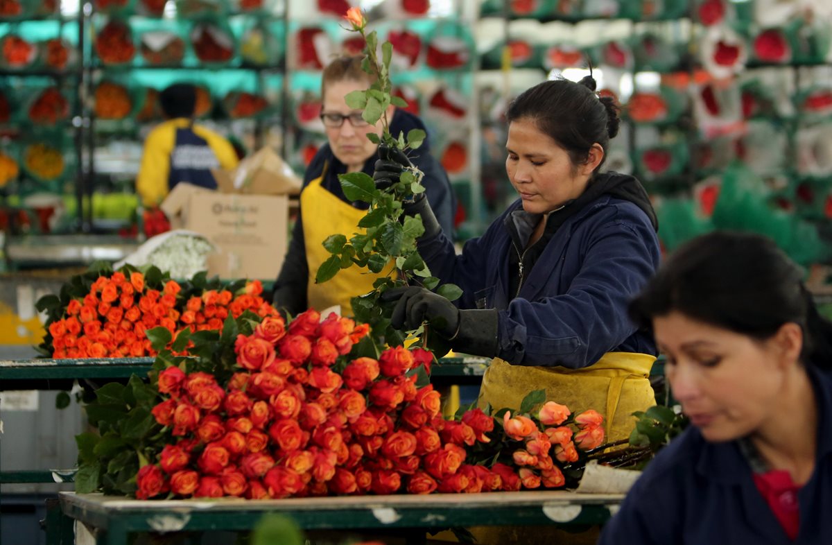 Miles de flores enviadas desde Colombia se venden en EE. UU. por el Día de San Valentín. (Foto Prensa Libre: EFE)