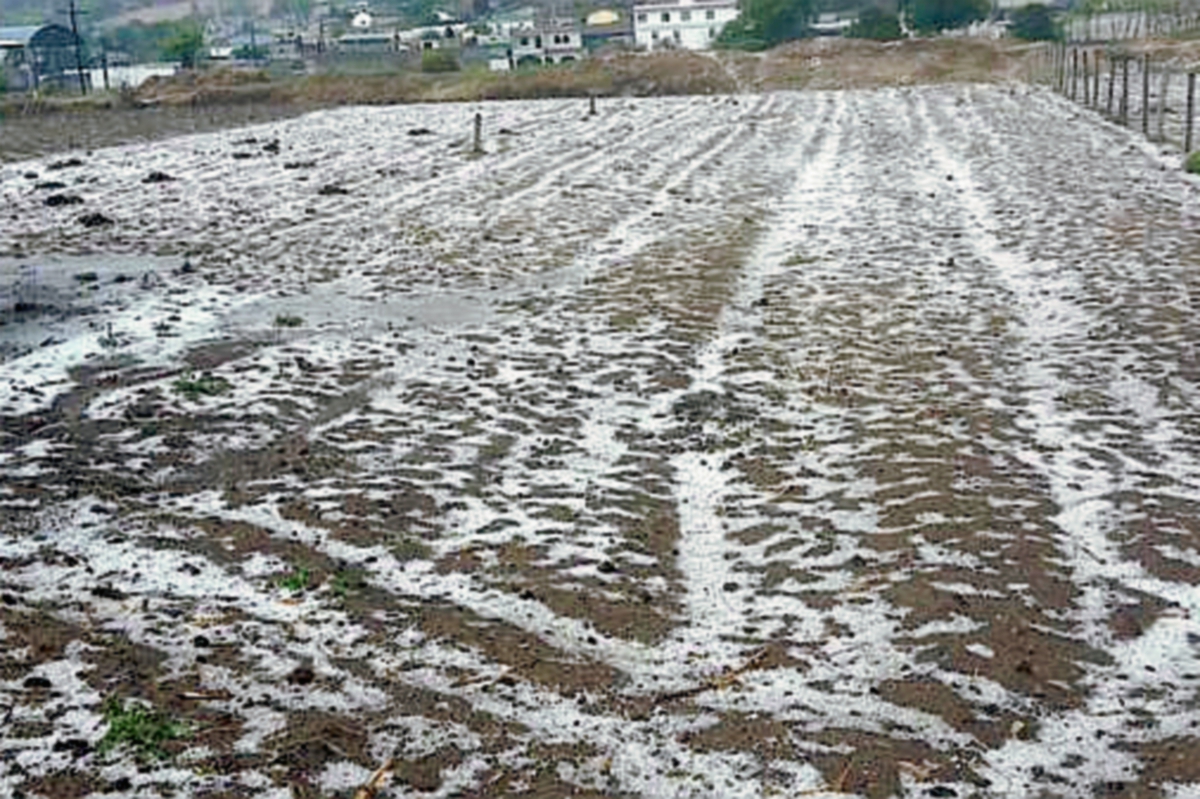 Cultivos en Olintepeque, Quetzaltenango, afectados por caída de granizo. (Foto Prensa Libre: @ErickColop)