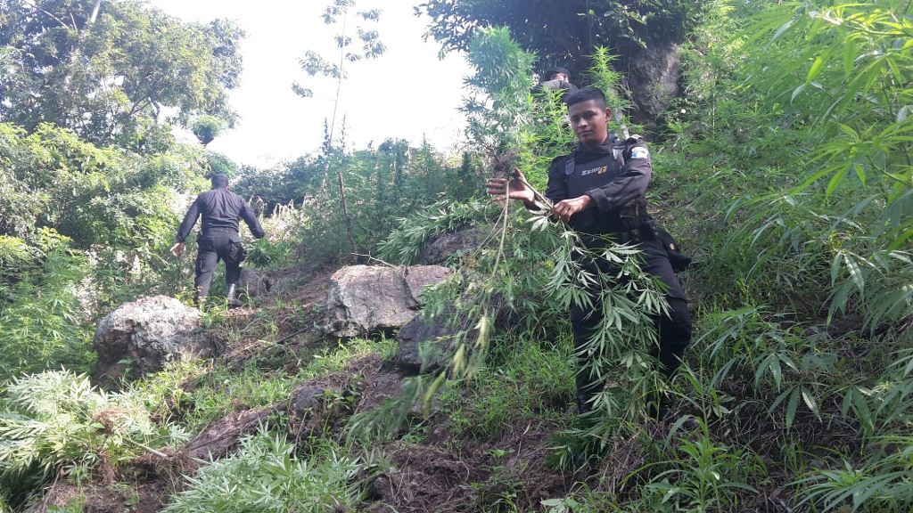 Agente de la PNC destruye una mata de marihuana en Camotán, Chiquimula. (Foto Prensa Libre: Edwin Paxtor)