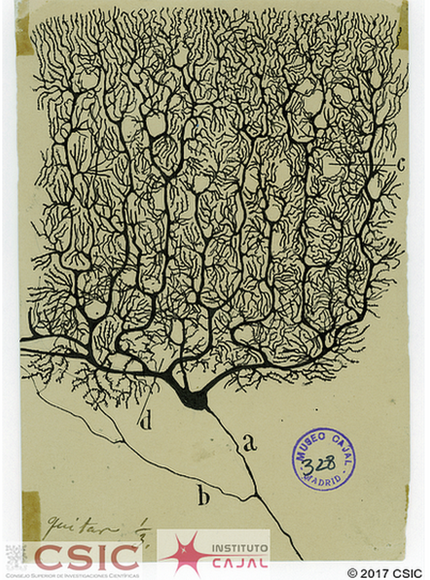 ste hermoso dibujo de una célula de Purkinje ilustra la portada del libro "The beautiful brain". CSIC / INSTITUTO CAJAL