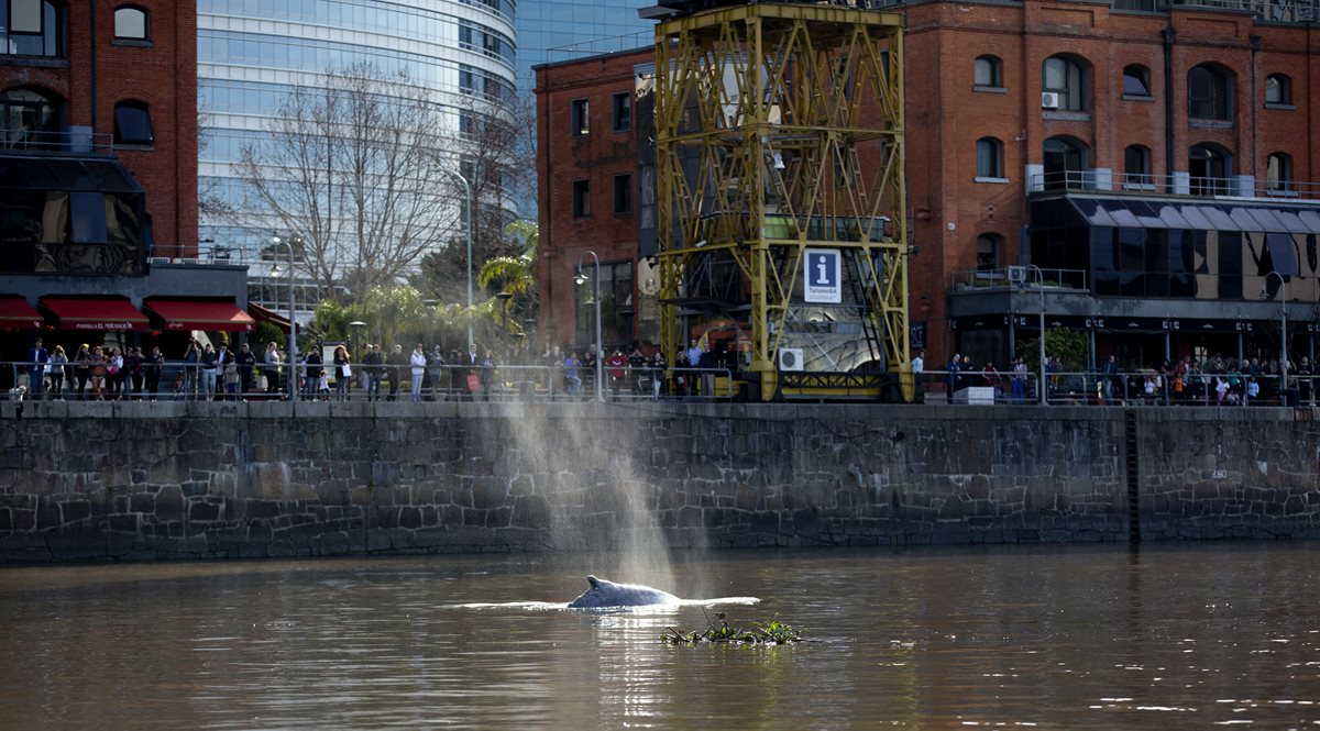 Vista de la ballena perdida en Buenos Aires, Argentina. (Foto Prensa Libre AP)
