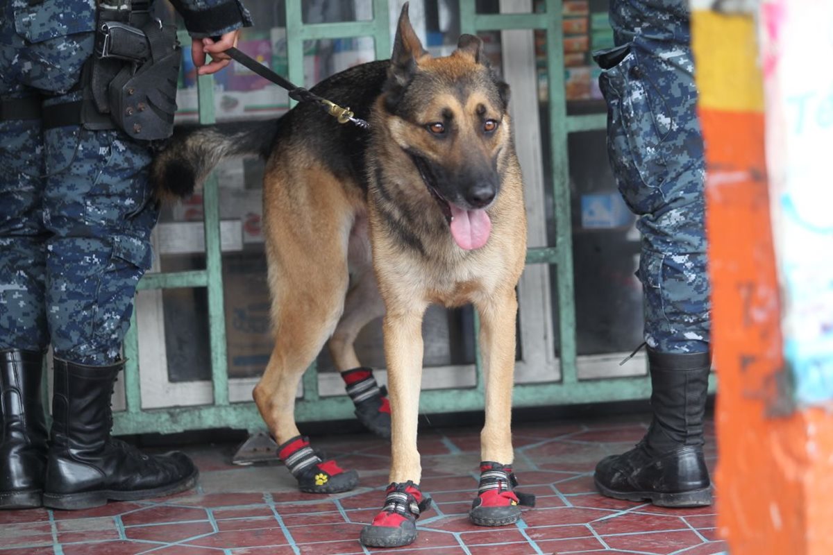 "Back" fue el agente canino que apoyó este lunes durante un operativo en zona 1. (Foto Prensa Libre: Erick Ávila)