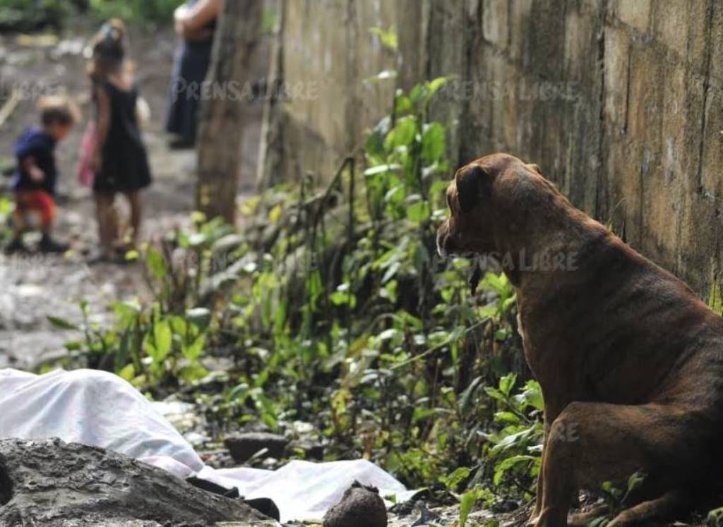 Chispa permanece junto al cadáver de su amo, quien fue atacado aparentemente con un machete, en Santa Rosa. (Foto Prensa Libre: Oswaldo Cardona)