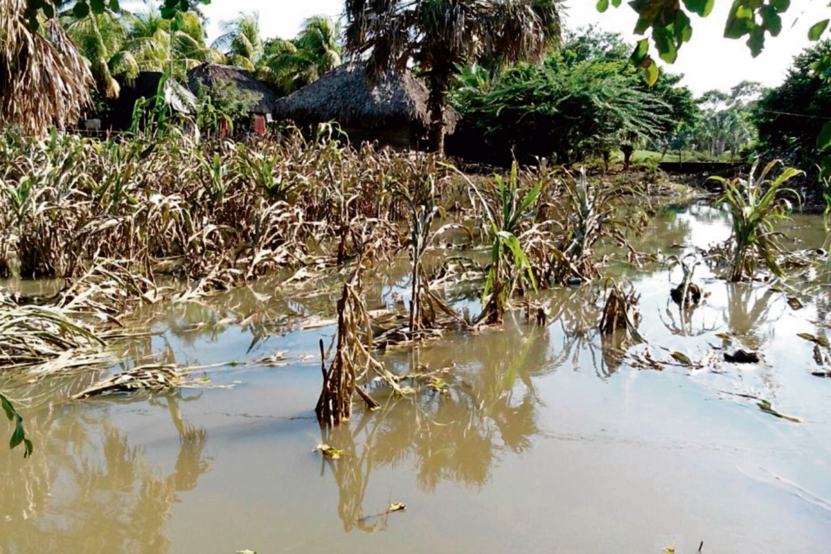 Milpas inundadas en el departamento de Santa Rosa son consideradas como pérdida total. (Foto Prensa Libre: Oswaldo Cardona)