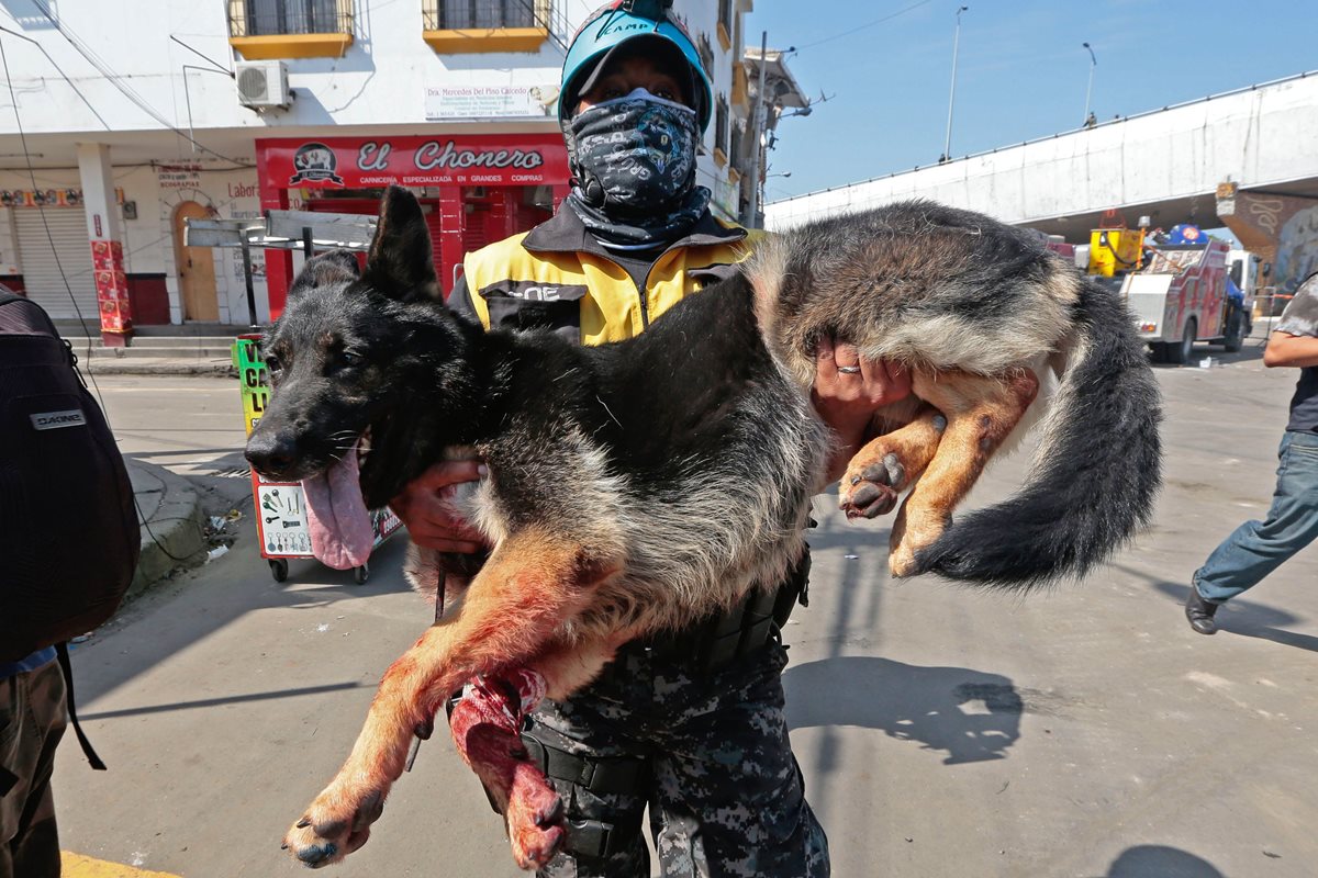 Un rescatista carga a un perro que resultó herido por el terremoto en Ecuador. (Foto Prensa Libre: AFP).