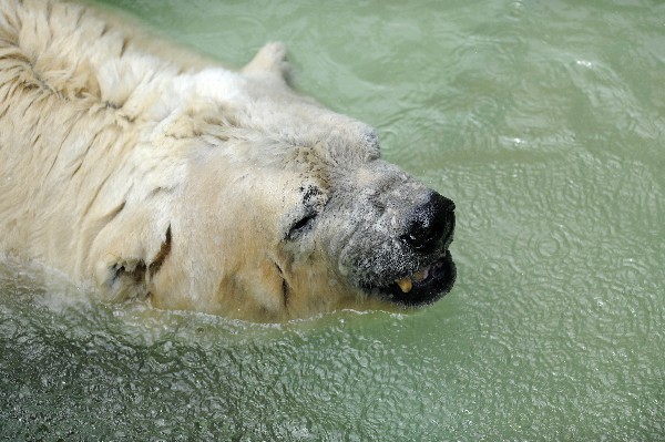 El oso polar "Arturo" de 31 años, el último que se hallaba en cautiverio en Argentina. (Foto Prensa Libre: AFP)
