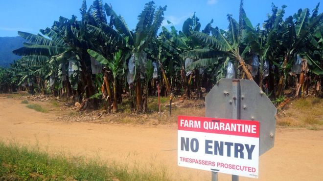 ¿Es este el futuro para muchas de las plantaciones de bananas del mundo: señales avisando que se prohíbe la entrada por cuarentena? ALAMY