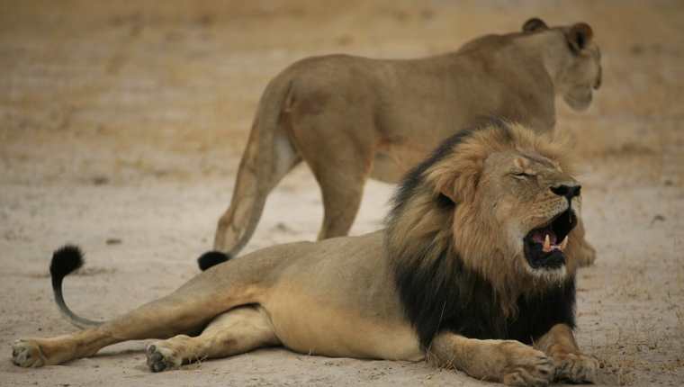 El estadounidense mató en julio pasado al emblemático león Cecil.(Foto Prensa Libre: AFP).