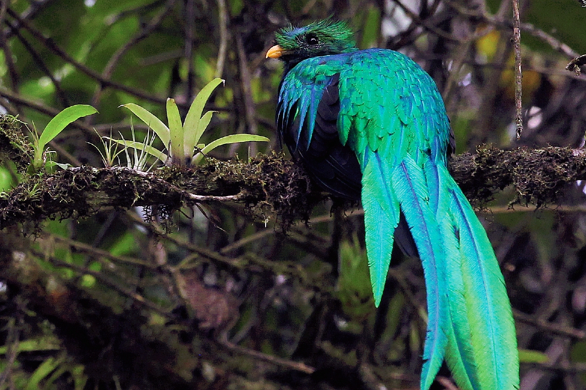 El Quetzal en su hábitat natural. (Foto Prensa Libre: Hemeroteca)