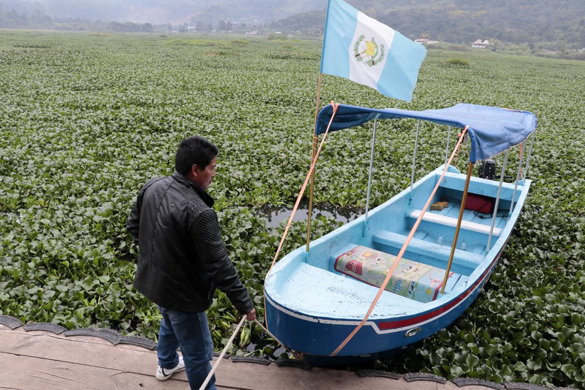 Una gran cantidad de ninfa ha cubierto más del 50 por ciento de la laguna Chichoj, en San Cristóbal Verapaz, lo que impide la navegación. (Foto Prensa Libre: Eduardo Sam)