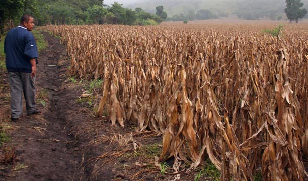 La falta de lluvia de este año dañó los cultivos y afectó a los agricultores. (Foto Prensa Libre: Hemeroteca PL)