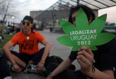 La Cámara de Diputados de Uruguay aprobó un proyecto que convertirá al Estado uruguayo en el primero en el mundo en asumir el control sobre la marihuana. (Foto Prensa Libre: AFP)
