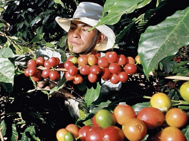 Anacafé impulsa un programa de rentabilidad sostenible del café, con el objetivo de mejorar la productividad y calidad del grano guatemalteco. (Foto Prensa Libre: Hemeroteca PL.