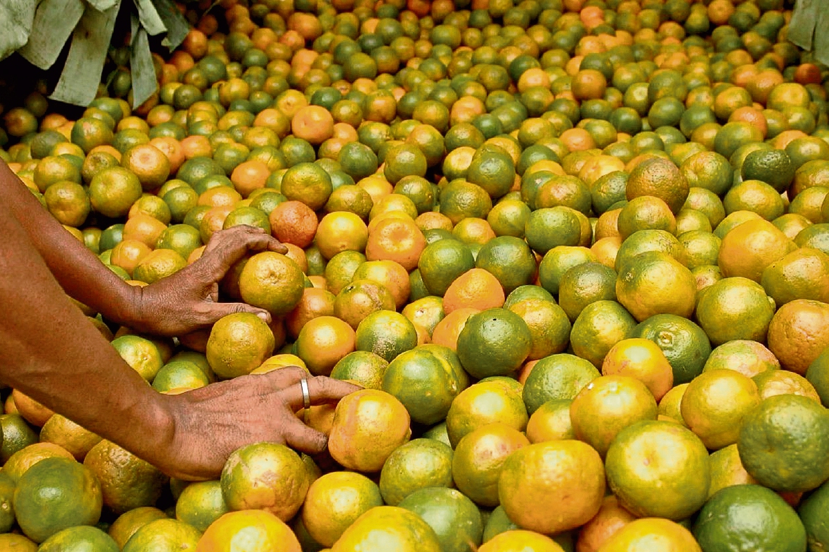 La naranja ha vivido un ciclo de inestabilidad de precios debido a los cambios de estación. (Foto Prensa Libre: EFE)