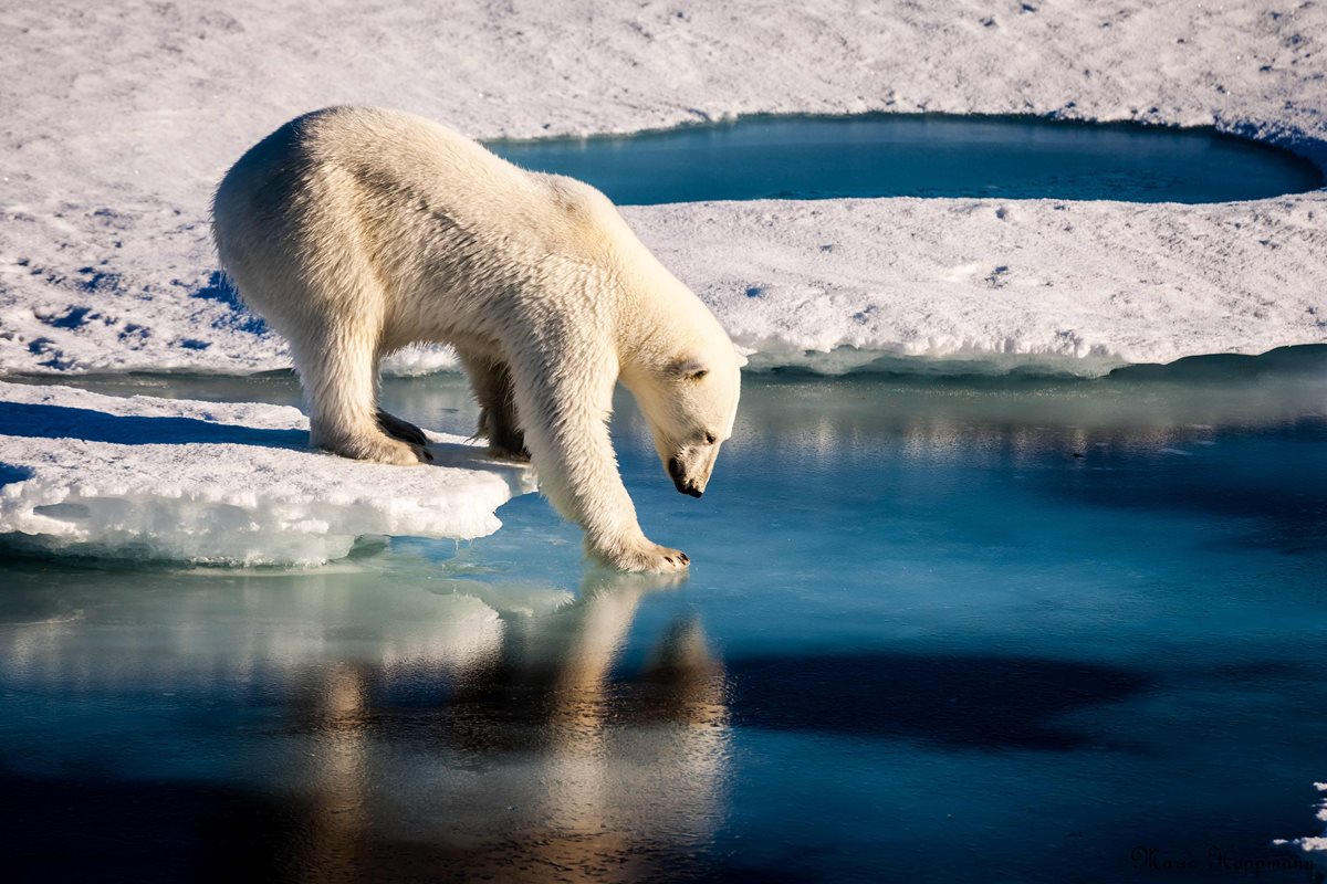 Imagen sin fechar que muestra un oso polar en el Ártico. (Foto Prensa Libre: AFP).