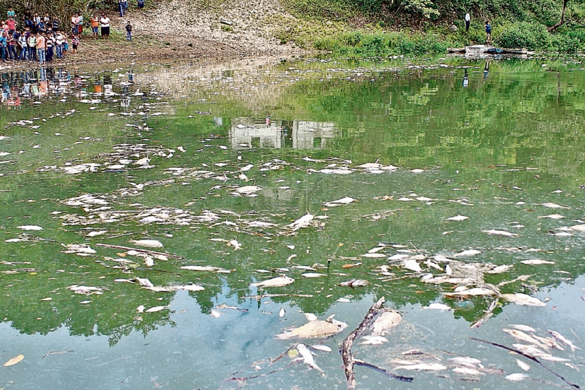La contaminación en el río La Pasión, que causó la muerte de miles de peces, demuestra la vulnerabilidad ambiental en el país. (Foto Prensa Libre: Hemeroteca PL)