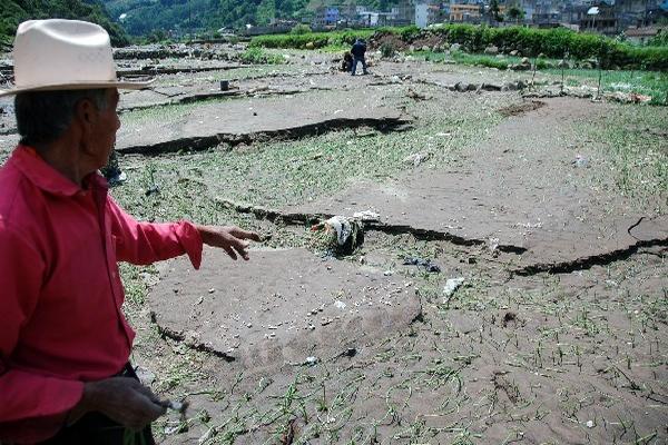 Agricultor muestra que toda su siembra de cebolla se perdió porque el terreno se inundó   durante el invierno recién pasado.