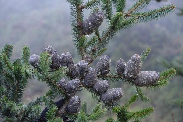 Los depredadores cortan las ramas y dejan tirados los conos, donde están las semillas. (Foto Prensa Libre: Cortesía Inab)