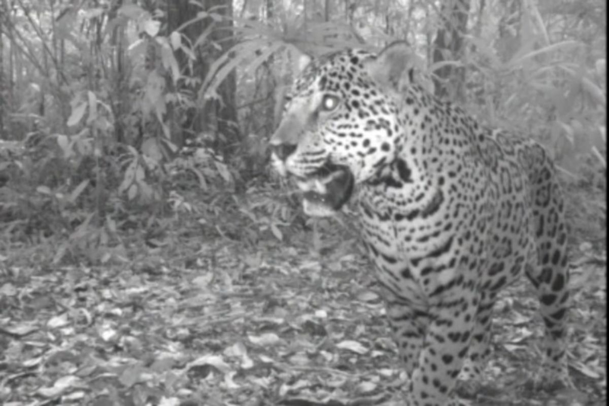 Jaguares son vistos en la Reserva de la Biósfera Maya. (Foto Prensa Libre: CONAP)