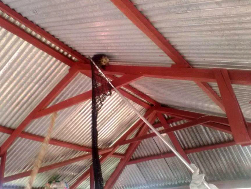 En la Escuela de Secocpur, Cobán, Alta Verapaz, fue localizado un puerco espí­n que fue atrapado y luego trasladado a una zona boscosa para que regresara a su hábitat. (Foto Prensa Libre: Eduardo Sam Chun)