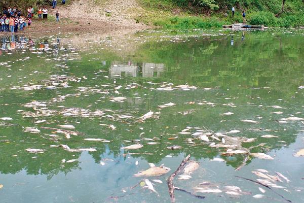 Las investigaciones para deducir responsabilidades por el desastre ecológico ocurrido en el río La Pasión continúan. (Foto Prensa Libre: HemerotecaPL)