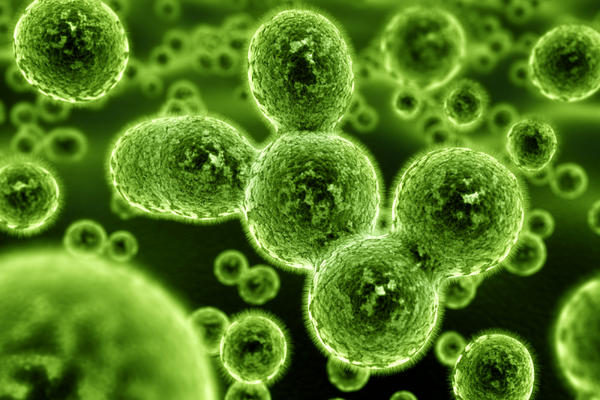 Probióticos ayudan a controlar la presión arterial