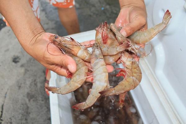 Camarón jumbo es uno de los crustáceos que pueden ser adquiridos en el mercado de mariscos.