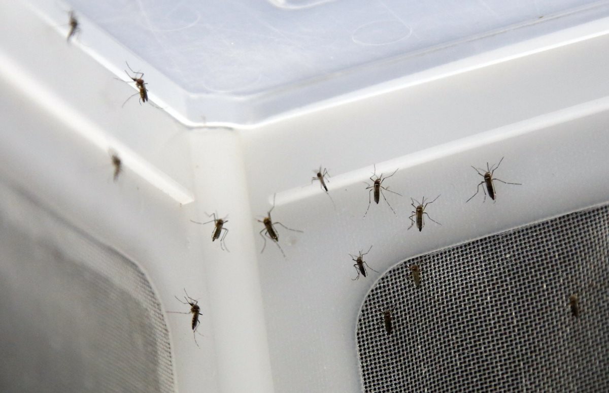 Mosquitos Aedes aegypti en un laboratorio. Puerto Rico un país tropical teme un impacto mayor por el zika. (Foto Prensa Libre: AP).