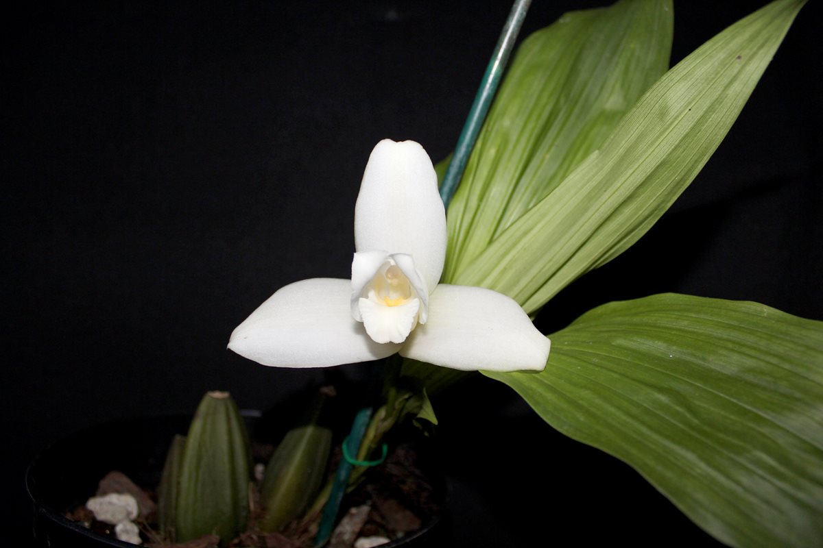 En 1934  fue declarada símbolo de Guatemala. Si proyecto avanza, planta tiene oportunidad de volver a florecer en un ambiente silvestre. (Foto Prensa Libre: Hemeroteca PL)