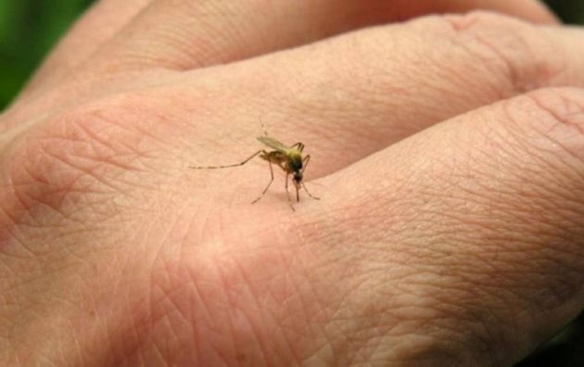 El zancudo Aedes aegypti es el portador y transmisor del virus del zika, dengue y chinkungunya. (Foto Prensa Libre: Hemeroteca PL)