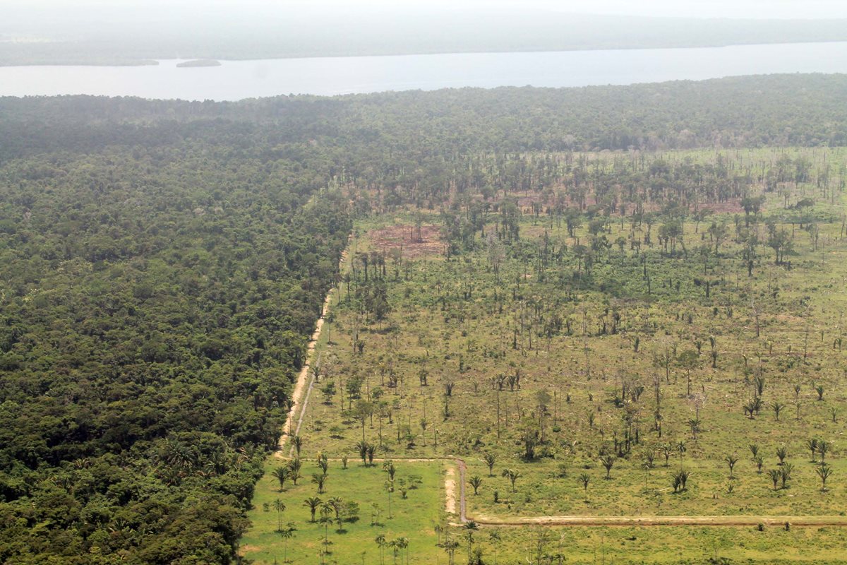 La tala de bosques no se ha detenido al 100% pese a los esfuerzos. Área deforestada en la reserva Punta de Manabique, Izabal. (Foto Prensa Libre: Hemeroteca PL)