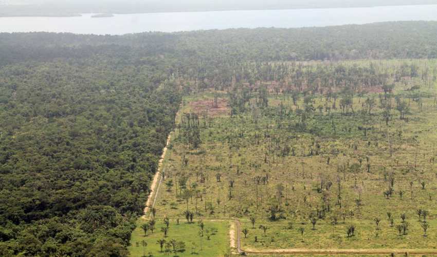 Cobertura boscosa se recupera muy lentamente; incentivos ralentizan, pero no frenan la deforestación