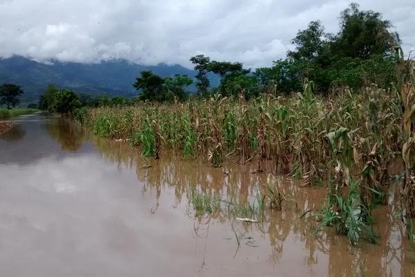 Varias cosechas se perdieron como consecuencia de las fuertes lluvias que afectan Alta Verapaz.