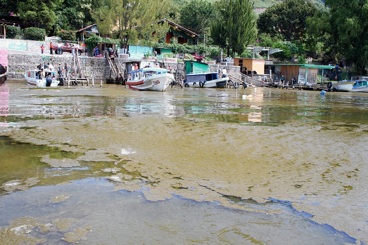 Desde el 2009 preocupa el aumento de la cianobacteria en el Lago de Atitlán (Foto: Hemeroteca PL)